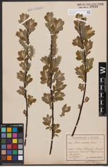 Foto von Salix cinerea L.